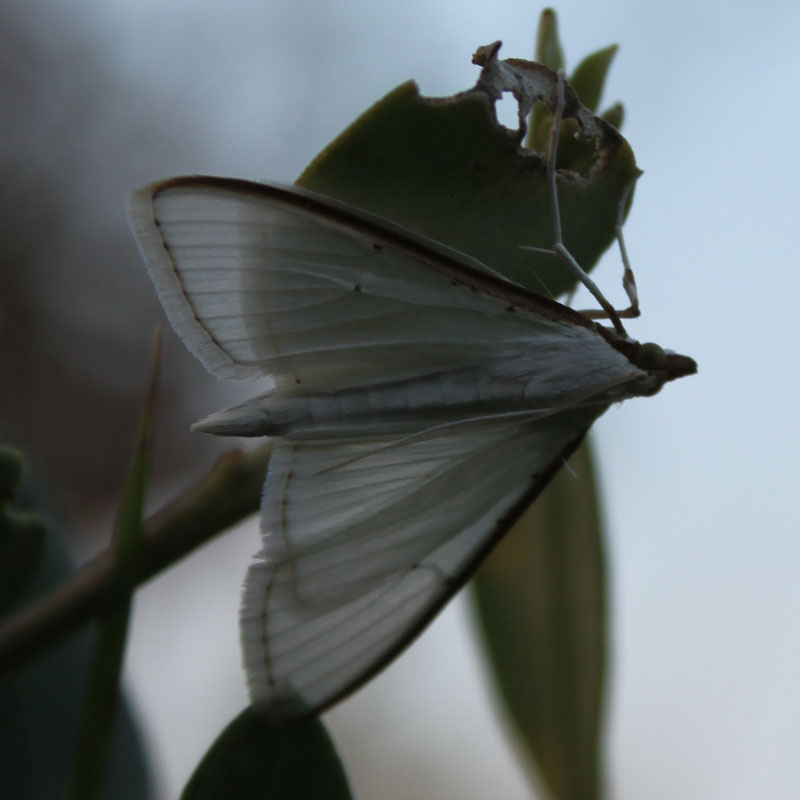 identificazione farfalla